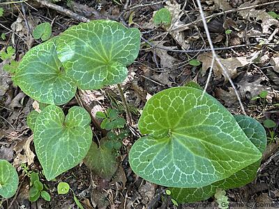 Hartweg's Wildginger (Asarum hartwegii) - Hartweg's Wildginger