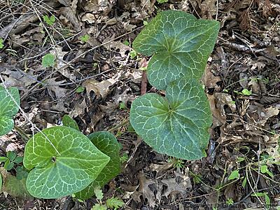 Hartweg's Wildginger (Asarum hartwegii) - Hartweg's Wildginger