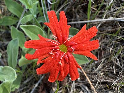 Mexican Catchfly