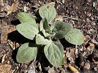 Dove Weed (Croton setiger) - Dove Weed