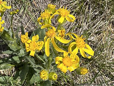 Lambstongue Ragwort (Senecio integerrimus) - Lambstongue Ragwort