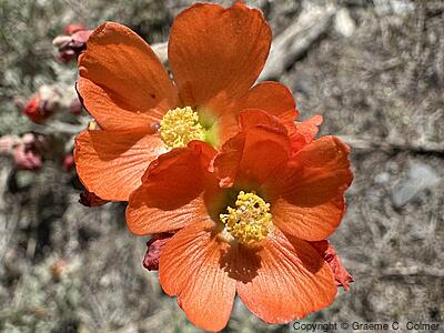 Munro's Globemallow (Sphaeralcea munroana) - Munro's Globemallow