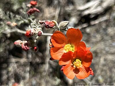 Munro's Globemallow (Sphaeralcea munroana) - Munro's Globemallow