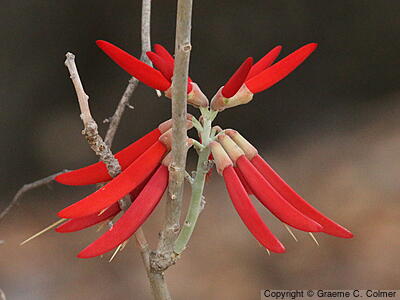 Coralbean (Erythrina flabelliformis) - Coralbean