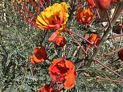 Dwarf Poinciana (Caesalpinia pulcherrima) - Dwarf Poinciana