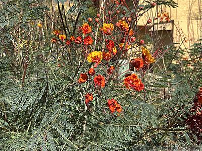 Dwarf Poinciana (Caesalpinia pulcherrima) - Dwarf Poinciana