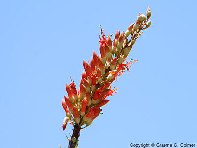 Ocotillo (Fouquieria splendens) - Ocotillo