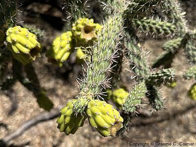 Cane Cholla (Cylindropuntia spinosior) - Cane Cholla