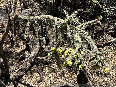 Cane Cholla (Cylindropuntia spinosior) - Cane Cholla
