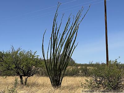 Ocotillo (Fouquieria splendens) - Ocotillo