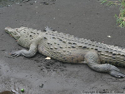 Central American Alligator (Crocodylus acutus) - Adult