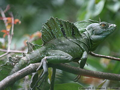 Green Basilisk (Basiliscus plumifrons) - Adult male