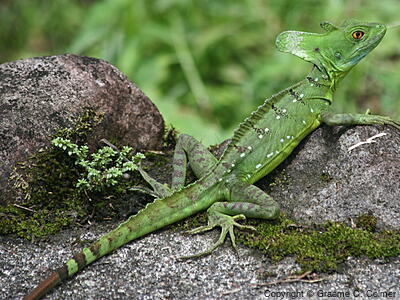 Green Basilisk (Basiliscus plumifrons) - Adult female