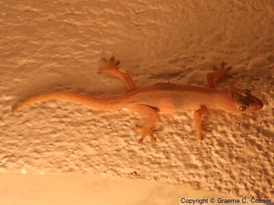 Common House Gecko (Hemidactylus frenatus) - Adult