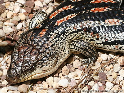 Blotched Bluetongue (Tiliqua nigrolutea) - Adult