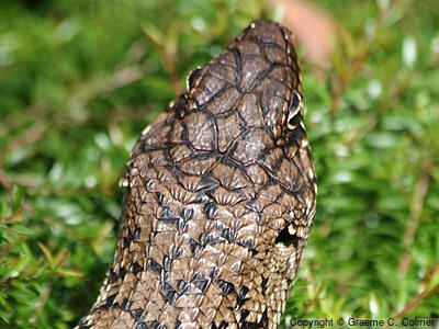 Cunningham's Spiny-tailed Skink (Egernia cunninghami) - Adult