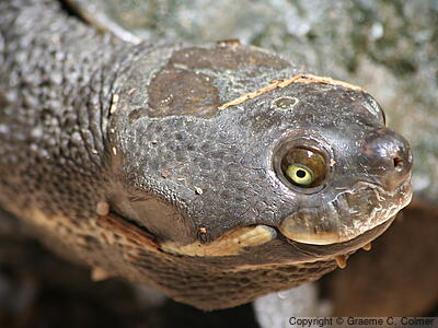 Eastern Short-necked Turtle (Emydura macquarii) - Adult