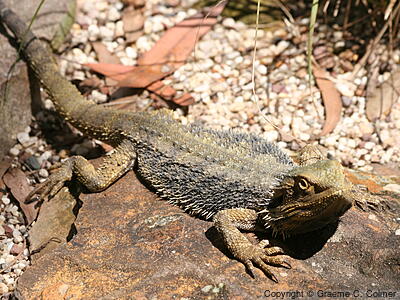 Eastern Bearded Dragon (Pogona barbata) - Adult
