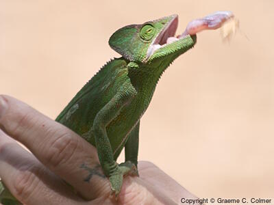 Cone-headed Chameleon (Chamaeleo calyptratus) - Adult