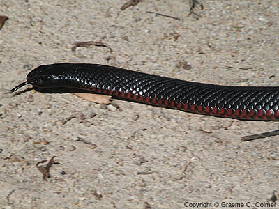 Red-bellied Black Snake (Pseudechis porphyriacus) - Adult