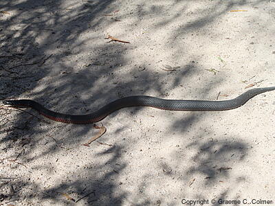 Red-bellied Black Snake (Pseudechis porphyriacus) - Adult