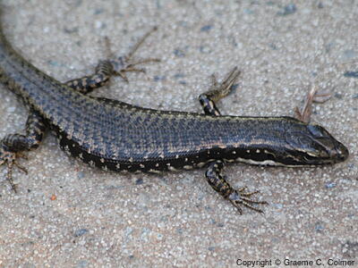 Eastern Water-skink (Eulamprus quoyii) - Adult