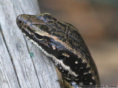 Eastern Water-skink (Eulamprus quoyii) - Adult