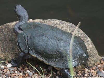 Eastern Snake-necked Turtle (Chelodina longicollis) - Adult