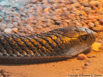 Lowlands Copperhead (Austrelaps superbus) - Adult