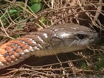 Mainland Tiger Snake (Notechis scutatus) - Adult