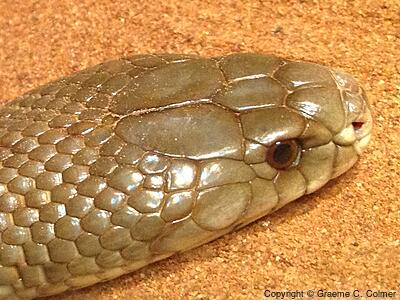 Pygmy Mulga Snake (Pseudechis weigeli) - Adult