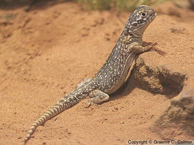 Central Netted Ground-dragon (Ctenophorus nuchalis) - Adult