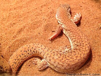 Short-tailed Pygmy Monitor (Varanus brevicauda) - Adult