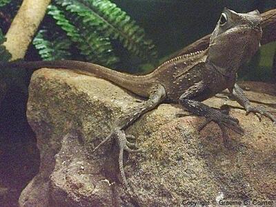 Southern Forest Dragon (Lophosaurus spinipes) - Adult