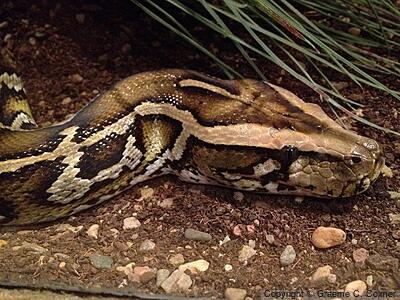 Burmese Python (Python bivittatus) - Adult