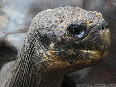 Galápagos Tortoise (Chelonoidis niger) - Adult
