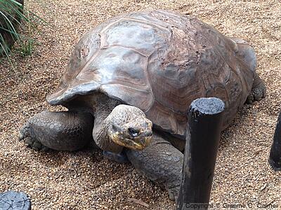 Galápagos Tortoise (Chelonoidis niger) - Adult