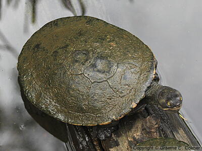 Eastern Short-necked Turtle (Emydura macquarii) - Adult