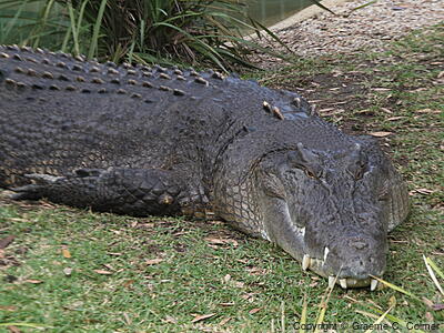 Saltwater Crocodile (Crocodylus porosus) - Adult