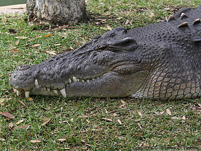 Saltwater Crocodile (Crocodylus porosus) - Adult