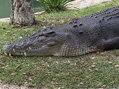 Saltwater Crocodile (Crocodylus porosus) - Adult