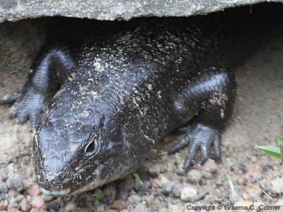 Land Mullet (Bellatorias major) - Adult