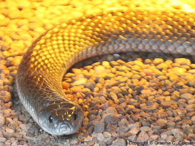King Brown (Pseudechis australis) - Adult