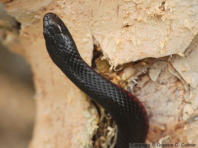 Red-bellied Black Snake (Pseudechis porphyriacus) - Adult