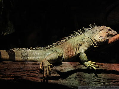 Green Iguana (Iguana iguana) - Adult