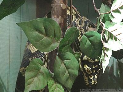 Diamond Python (Morelia spilota) - Adult