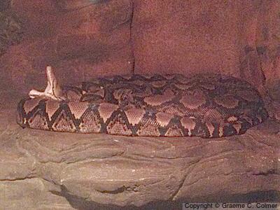 Reticulated Python (Malayopython reticulatus) - Adult