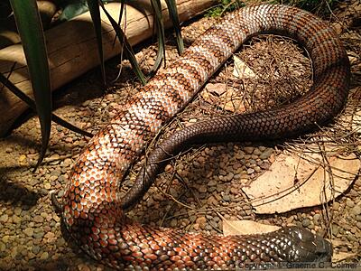 Mainland Tiger Snake (Notechis scutatus) - Adult