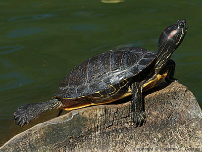 Pond Slider (Trachemys scripta) - Adult (Red-eared)