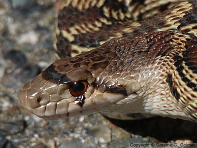 Gophersnake (Pituophis catenifer) - Gopher Snake